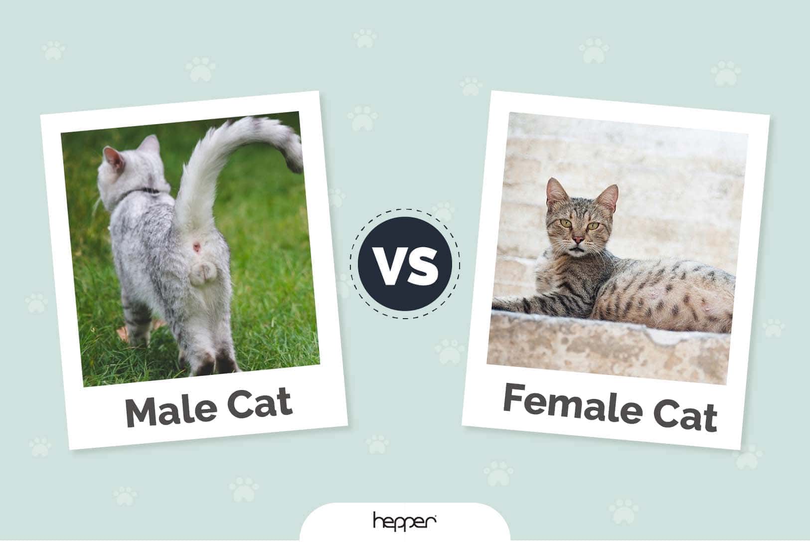 How To Tell The Difference Between Male Vs Female Kittens Sexing My 