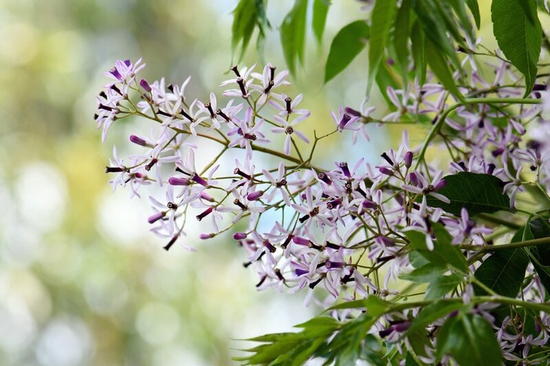 Persian Lilac toxic to cats, Melia azerdarach