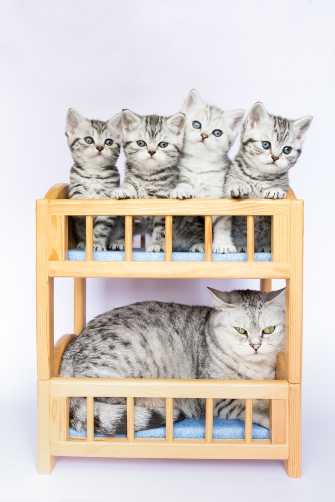 mother cat and her kittens in bunk bed