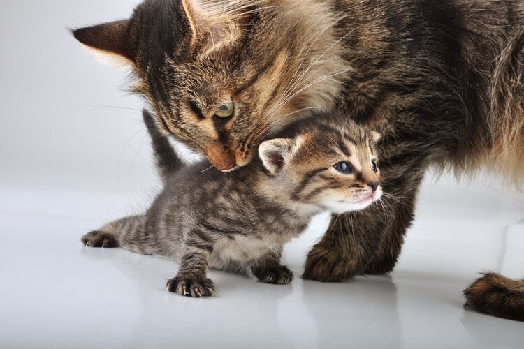 mother and kitten