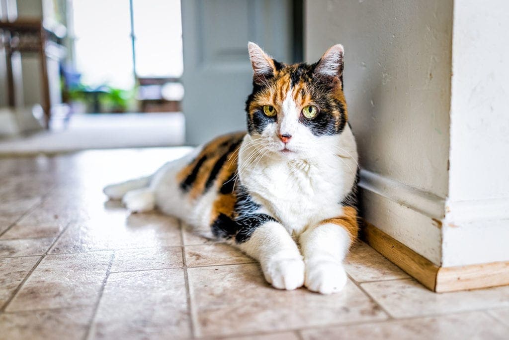 old calico cat