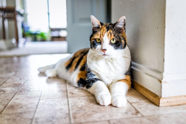Are Calico Cats Rare? Here’s What Science Says Hepper