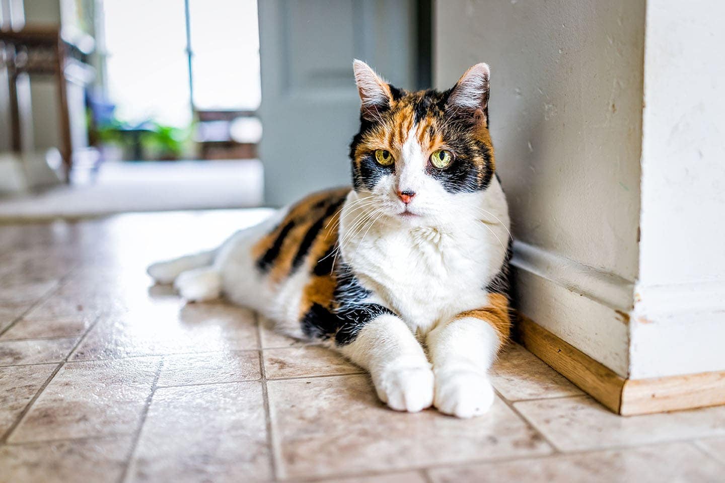 old calico cat old calico cat