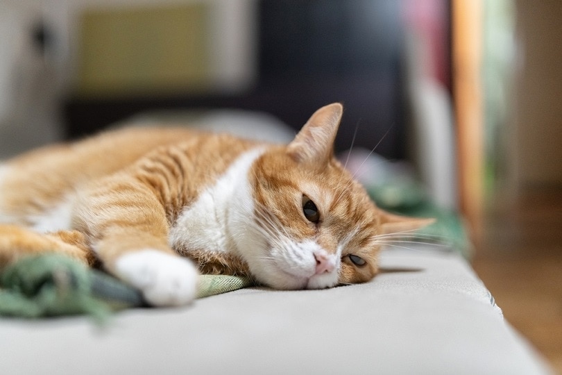 old ginger house cat is resting on the couch old ginger house cat is resting on the couch
