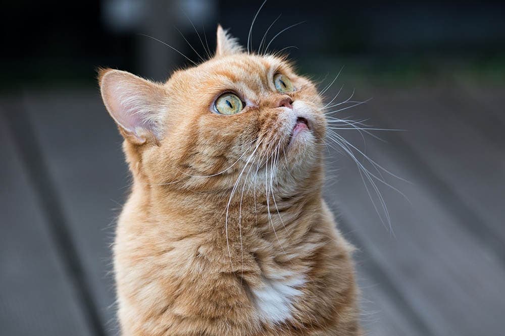 orange british shorthair close up