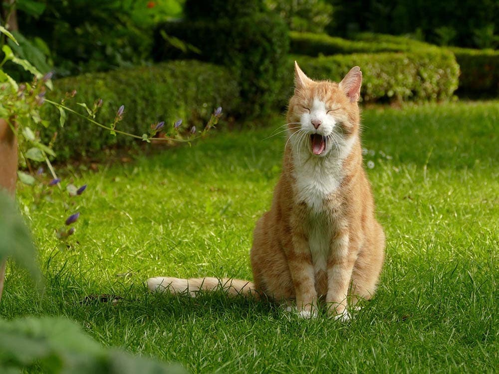 orange cat choking