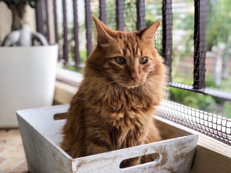 orange cat sitting in a box