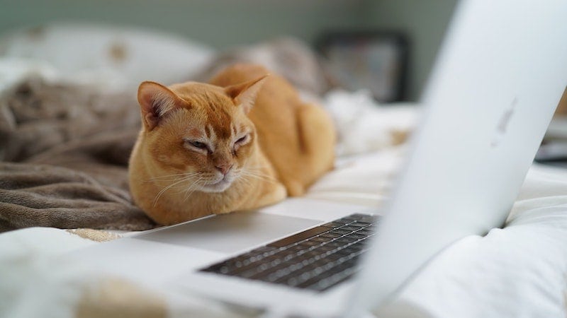 orange cat squinting at laptop