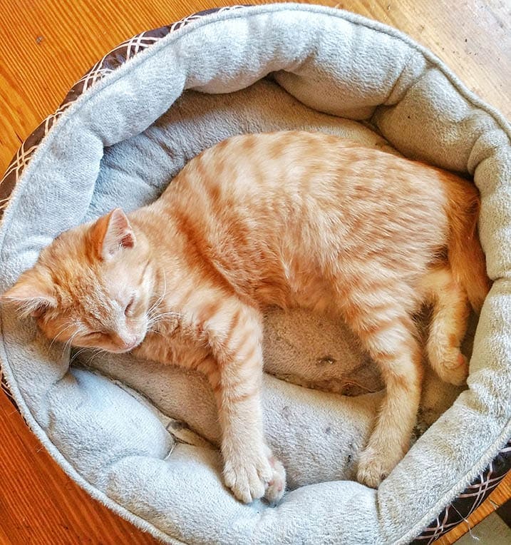 mèo mướp màu cam American bobtail đang ngủ