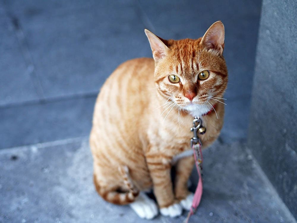 An orange tabby cat