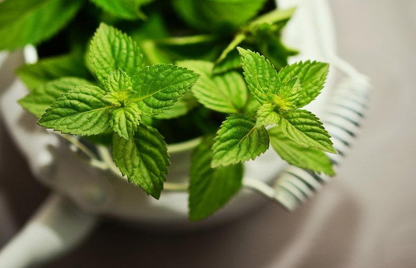peppermint plant in a white pot