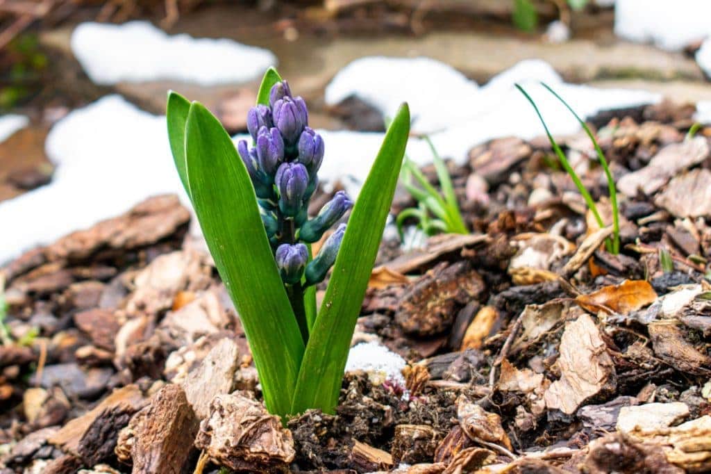 plant on mulch