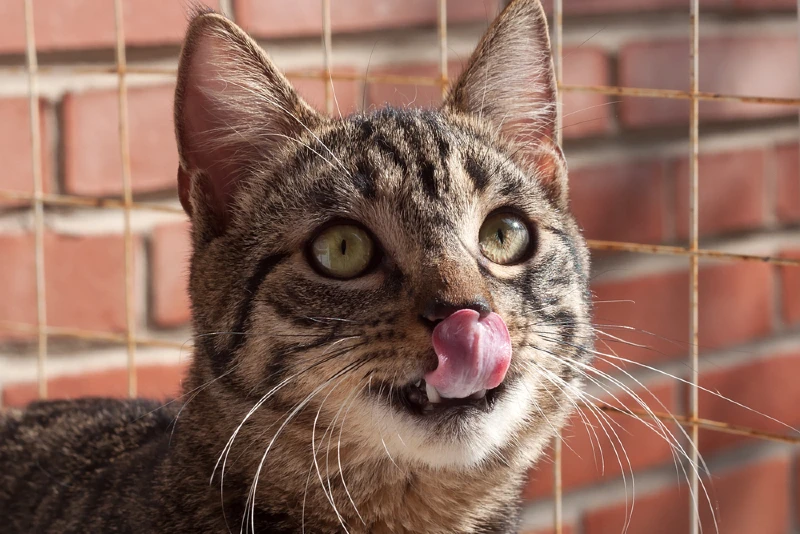 Cat licking wood online furniture
