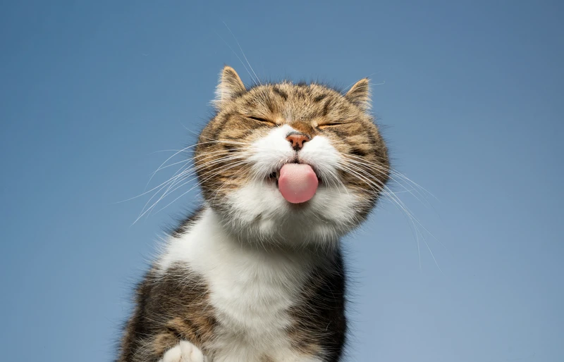 portrait of tabby white british shorthair cat with its tongue out doing a lick