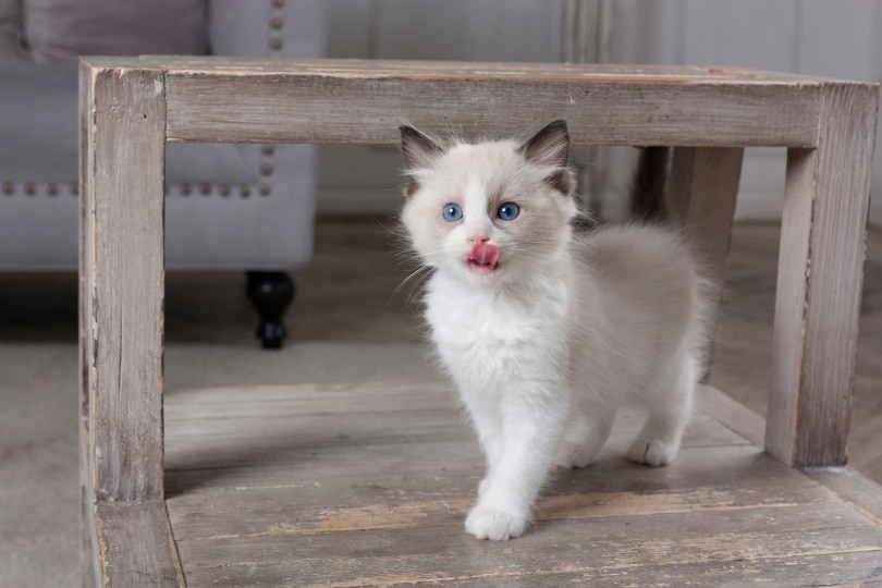 ragdoll cat licking its lips