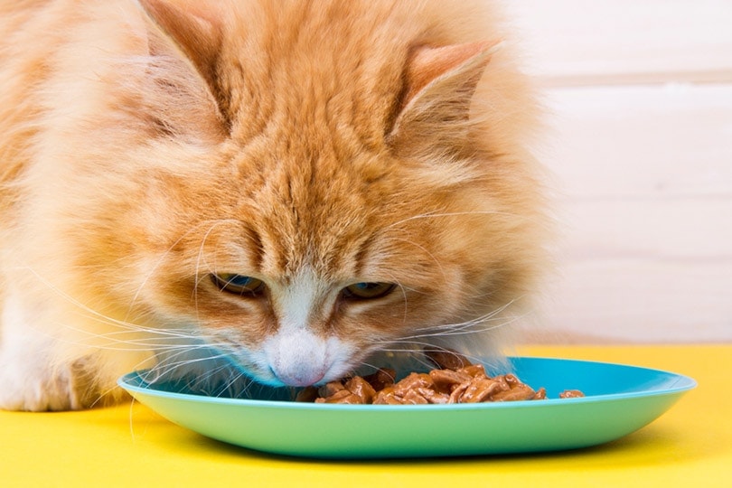 red tabby cat eating wet food from a bowl