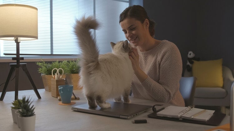 happy cat getting pet