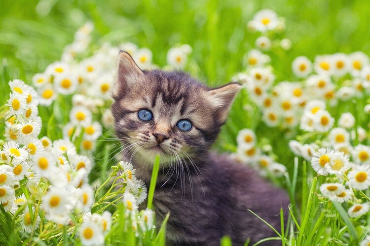 cute kitten sitting in flowers