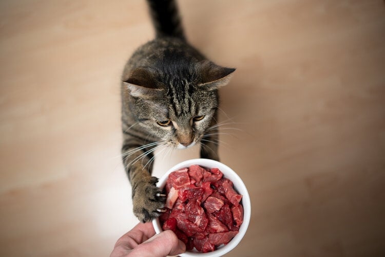 cat with raw food