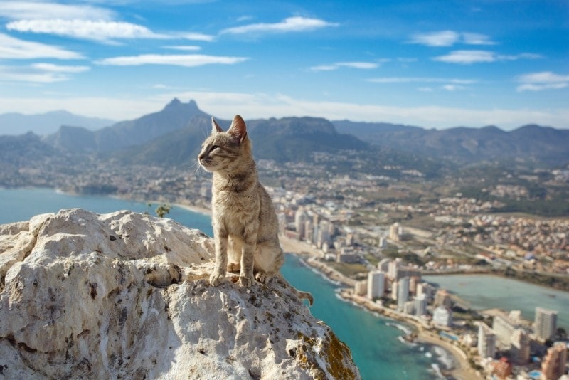 small striped cat in front of Spanish coast landscape