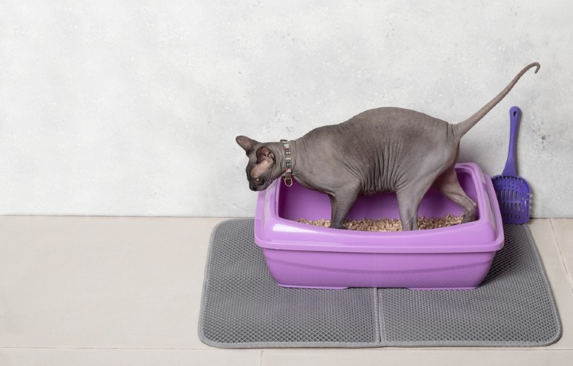 sphynx cat on cat litter mat