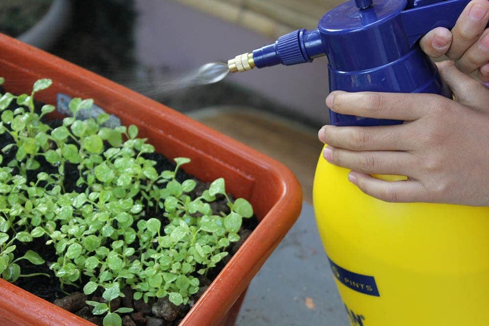 spraying plants