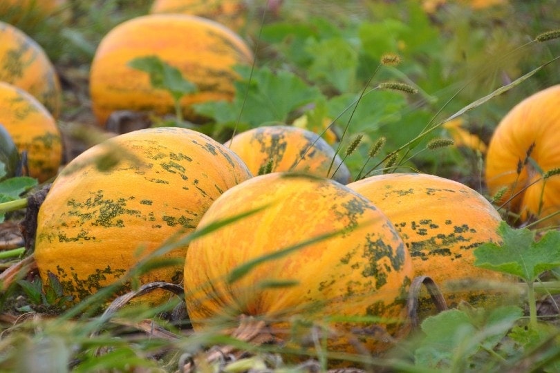 squash plant