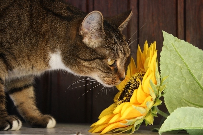 striped cat sniffing sunflower