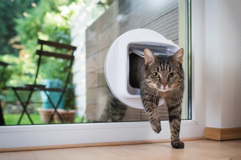 tabby cat going inside through glass cat door