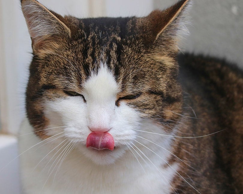 tabby cat licking its mouth