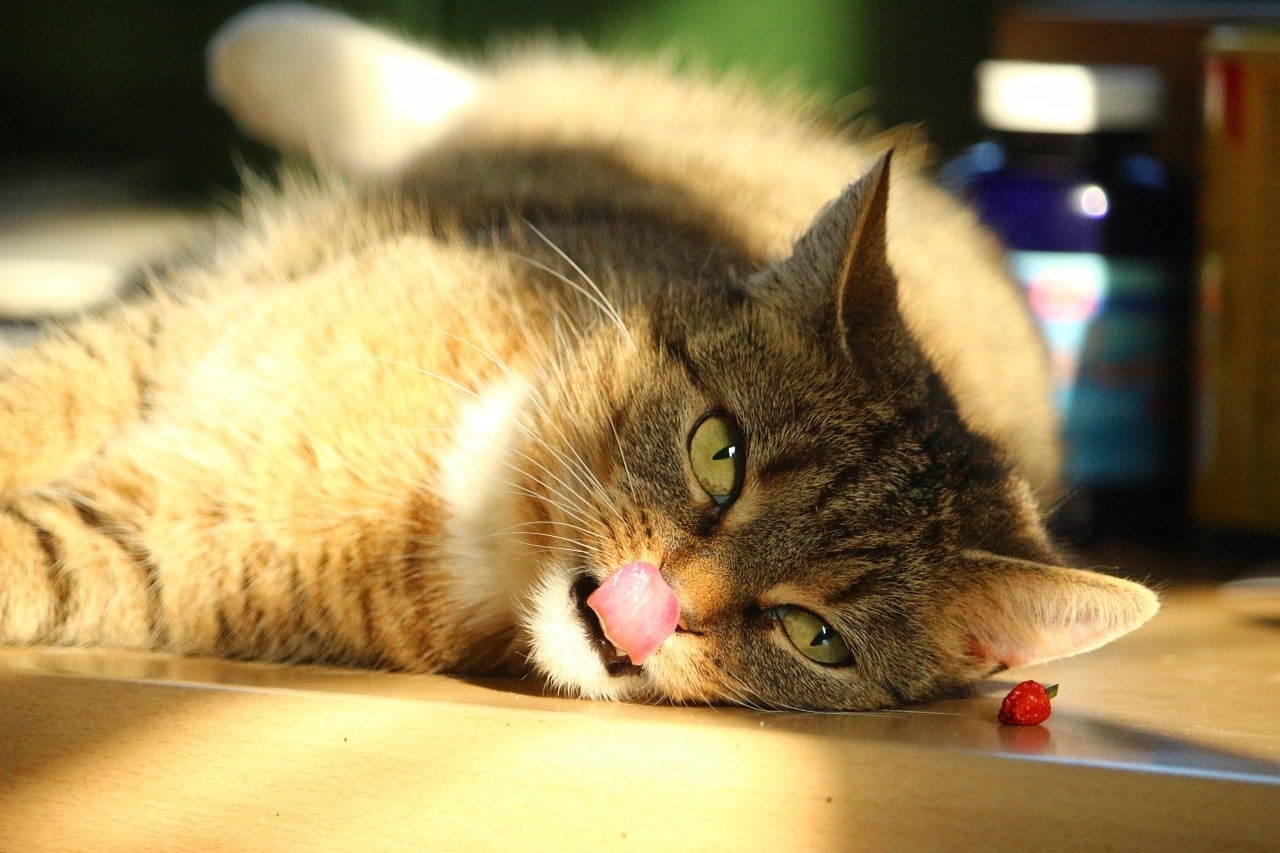 tabby cat lying and licking the floor