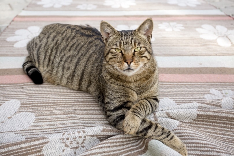 Tabby Katze liegt auf einem Teppich