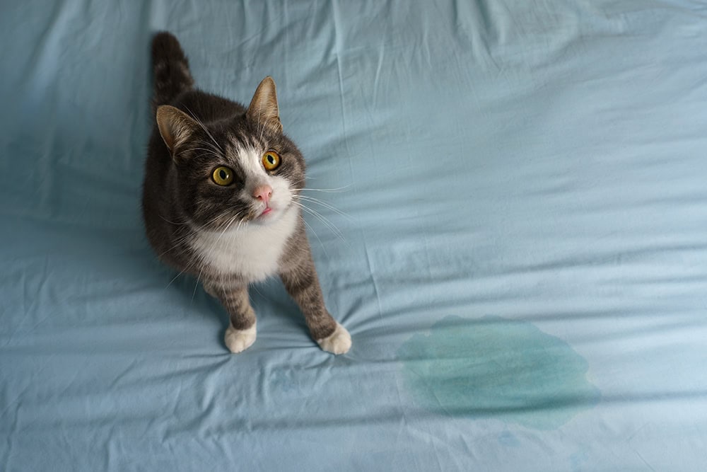 How To Get Cat Pee Out of a Comforter in 3 Simple Steps Hepper