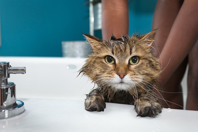 mèo mướp đang tắm