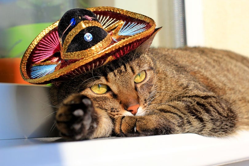 tabby cat wearing a mexican sombrero hat