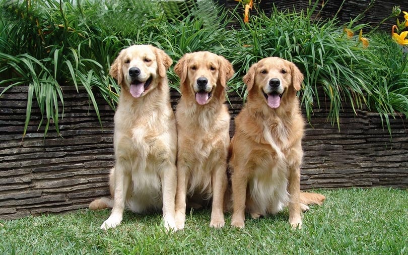 three golden retrievers