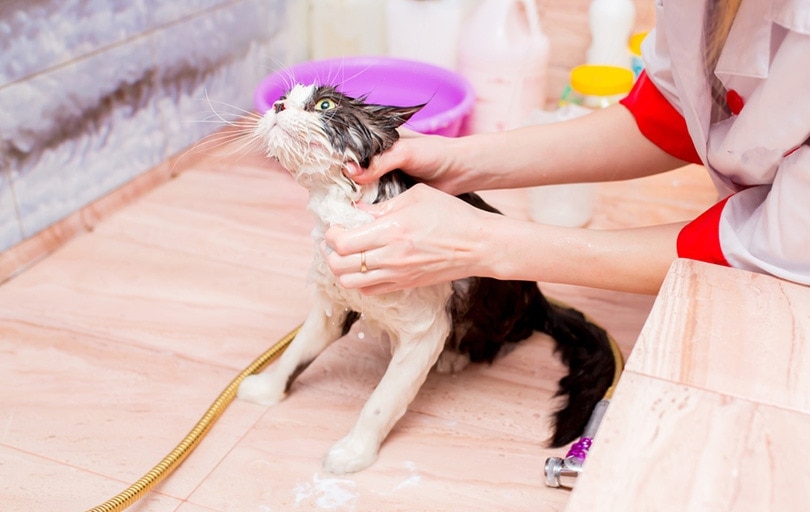 mèo ướt trong bồn tắm xà phòng với dầu gội đầu