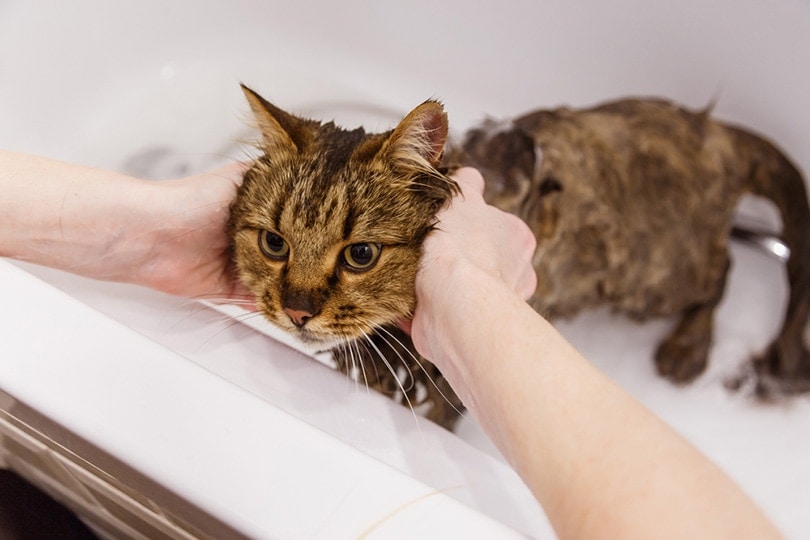 wet cat in the bathtub having shower