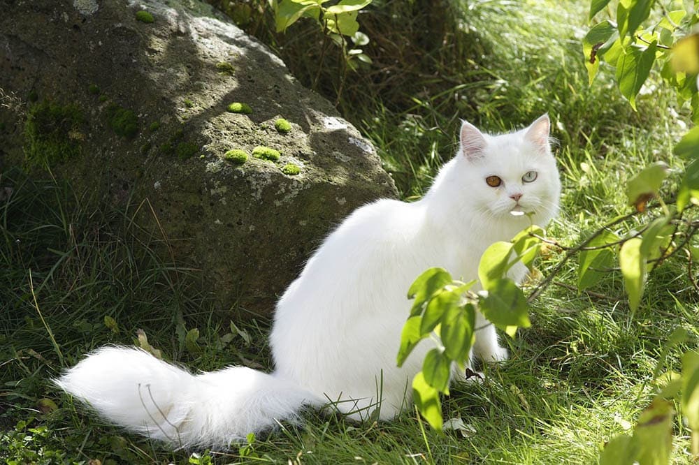 10 White Cat Breeds (With Pictures) | Hepper