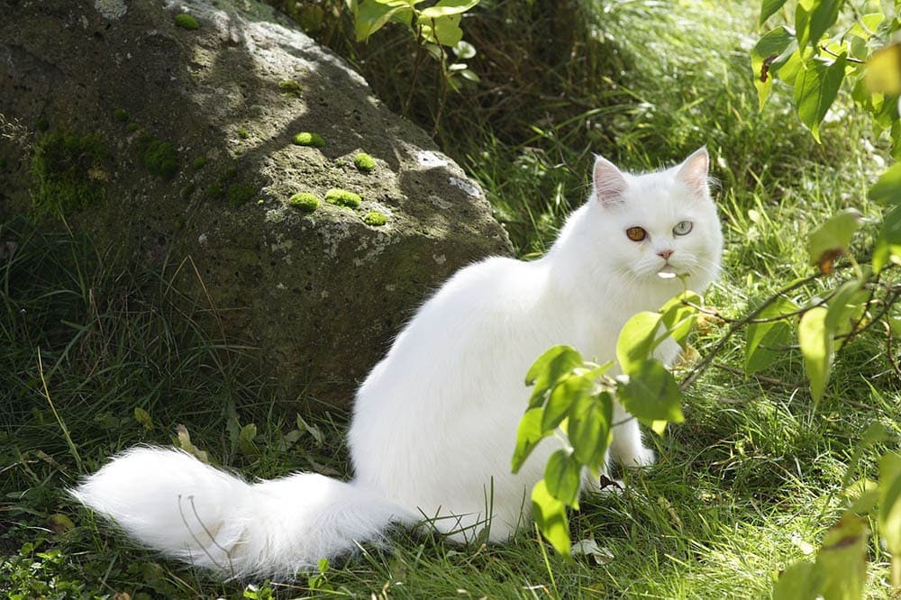 Long hair white cats cheap