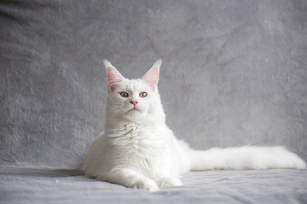 10 White Cat Breeds (With Pictures) | Hepper