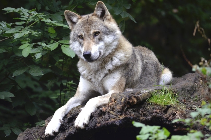 are wolves smarter than dogs