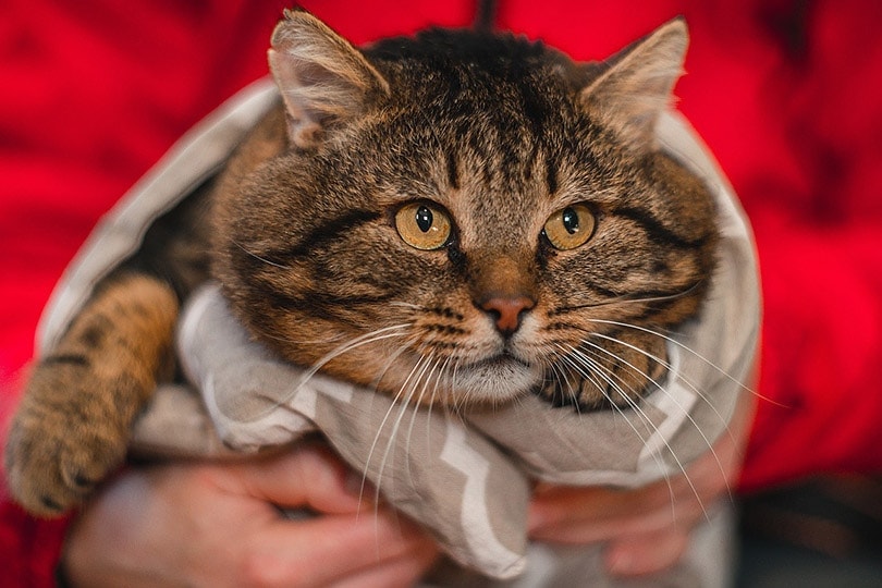 woman hands holding a fat shorthaired tabby cat