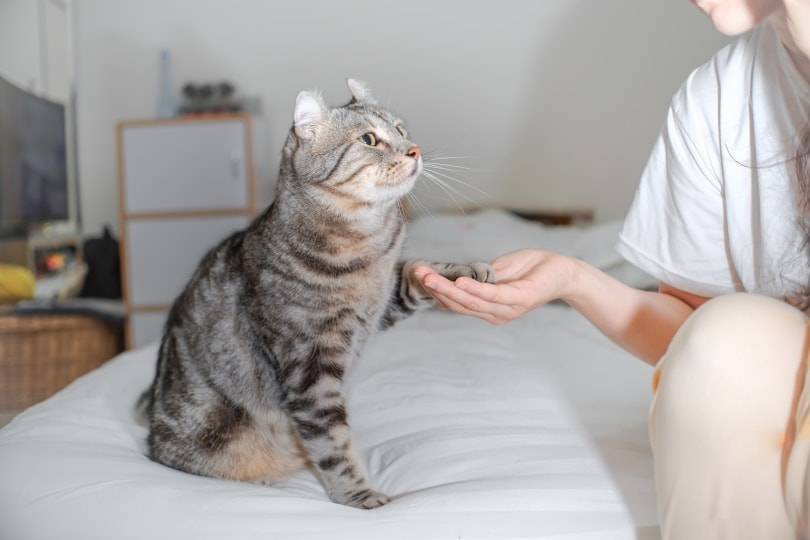 woman holding cat paw