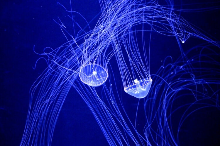 Bioluminiscence Jellyfish Aequorea Victoria