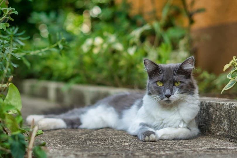 Asian semi longhair cat