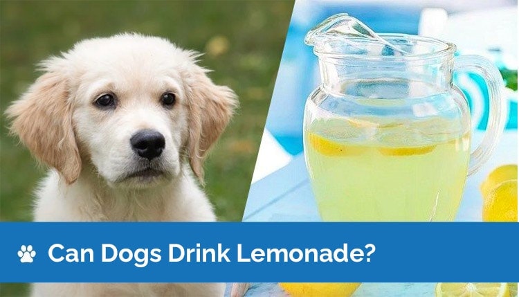 Can dogs drink lemonade