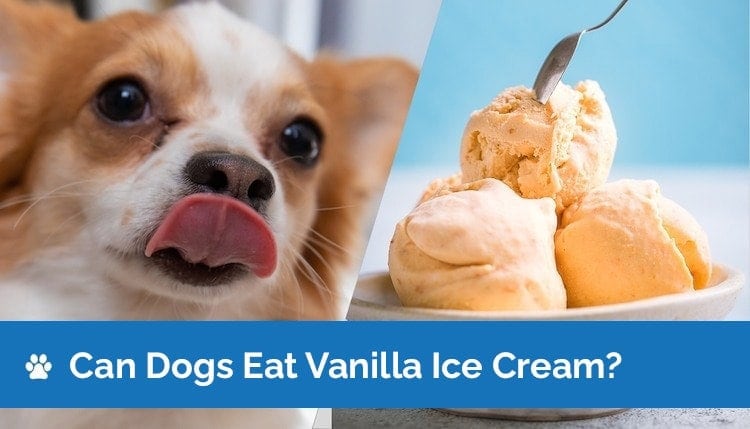 is vanilla ice cream okay for dogs