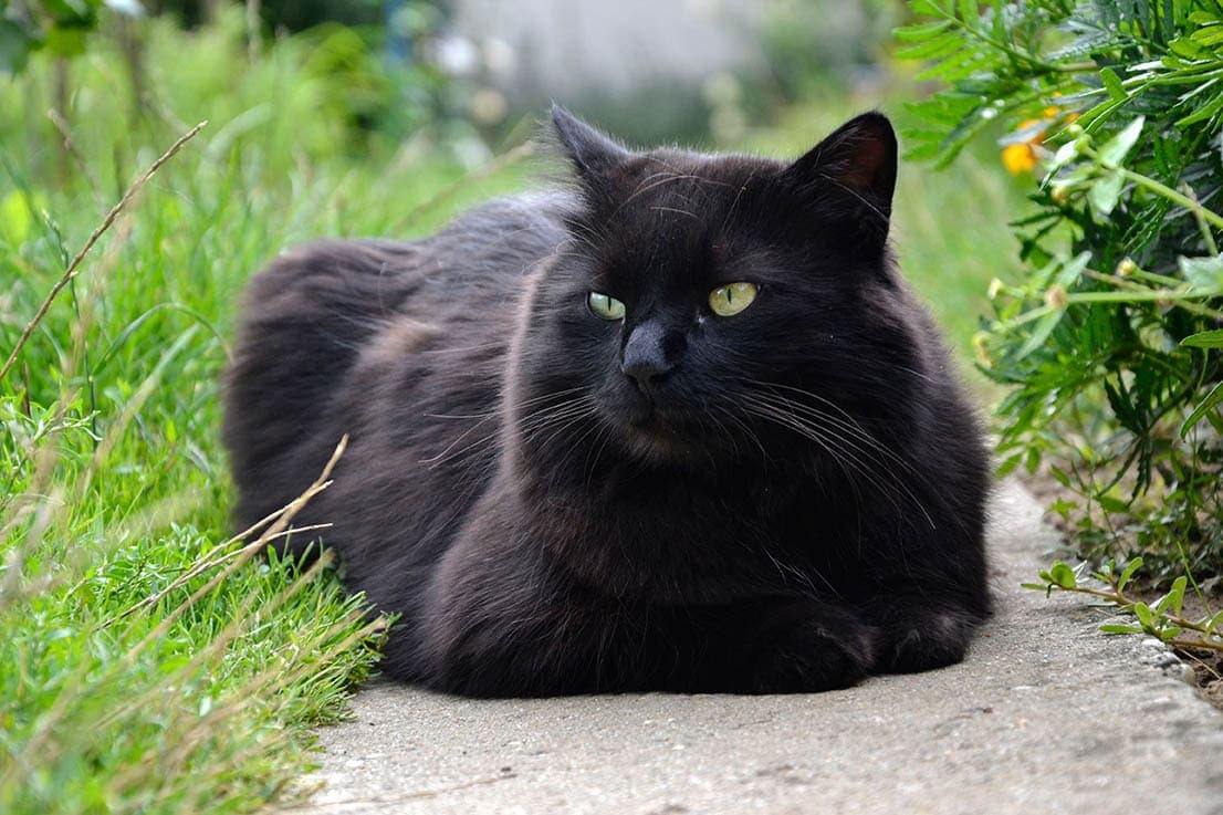 Chantilly Tiffany cat relaxing in the garden