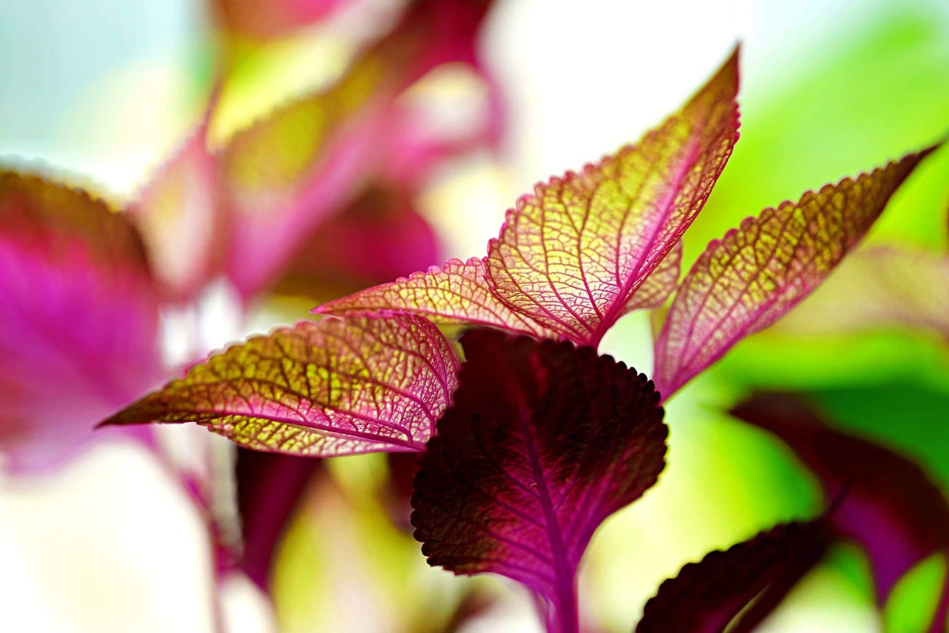 Coleus